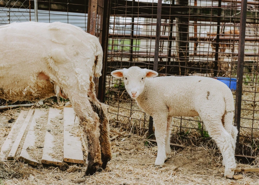 A lamb stands near its mother inside a metal enclosure, featuring weathered wood planks and a dirt ground, capturing a rural animal portrait.