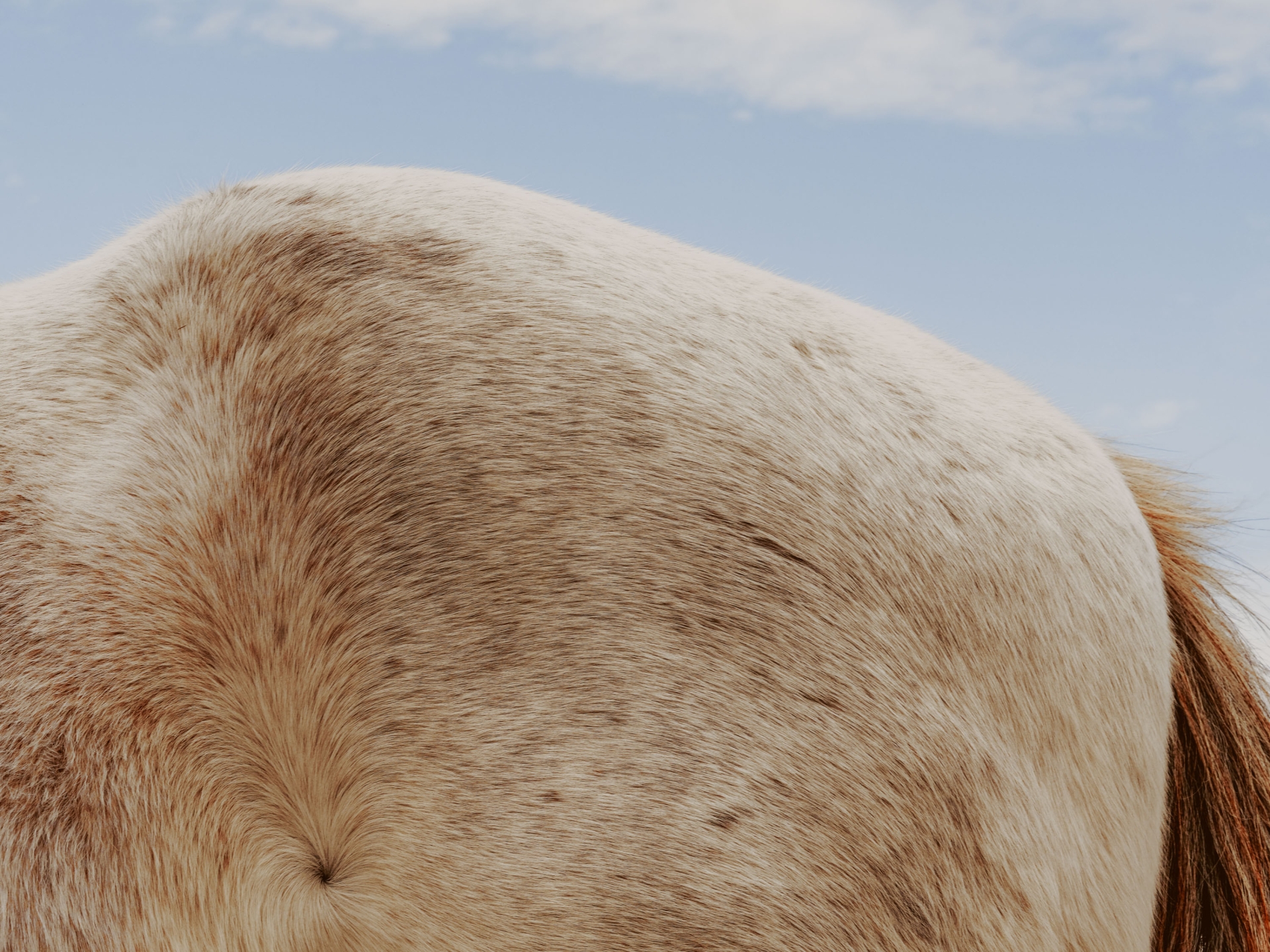 Close-up of a light tan and white horse's fur and tail against a clear blue sky provides a clean, minimalist aesthetic.