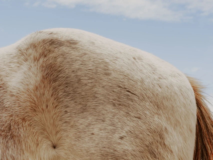 Close-up of a light tan and white horse's fur and tail against a clear blue sky provides a clean, minimalist aesthetic.