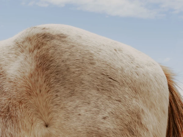 Close-up of a light tan and white horse's fur and tail against a clear blue sky provides a clean, minimalist aesthetic.
