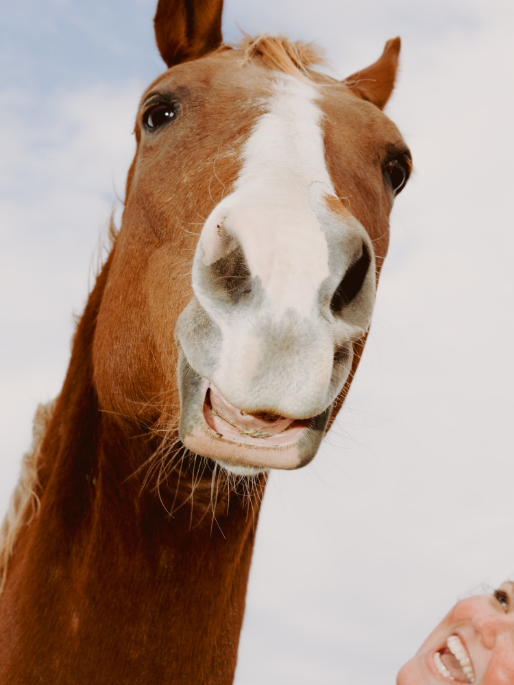Close-up shot of a brown horse with a white blaze standing outdoors, looking down at a person with an open mouth and visible teeth.