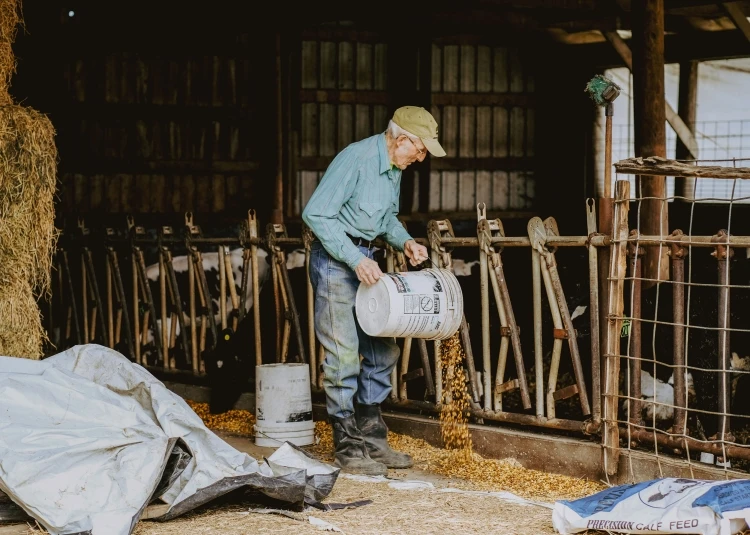 Elderly farmer in barn with hay bales, feeding grain to cows in stalls, wearing green shirt, jeans, cap, and boots in warm, dim light.