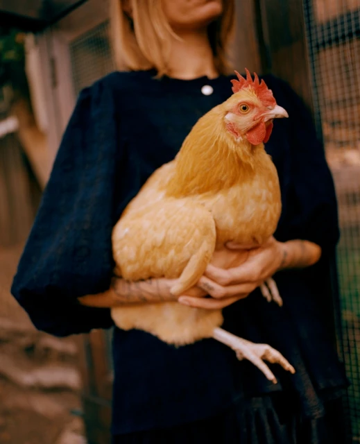 A blonde woman holds a light-yellow chicken close to her chest, wearing a dark, modest, long-sleeved dress in a rural setting.