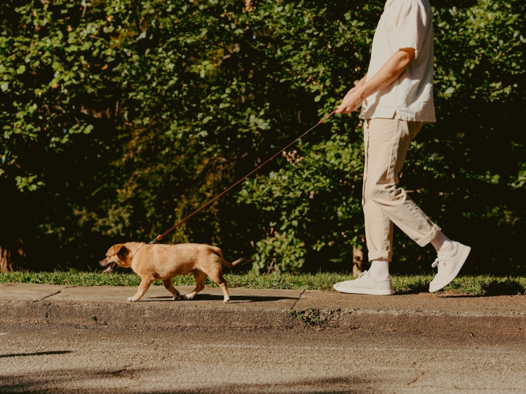 A person walks a tan dog on a leash along a sidewalk, with green trees in the background on a sunny day, capturing a casual outdoor scene.