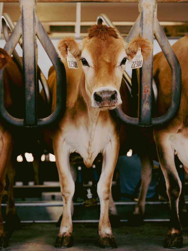 Close-up of a brown Jersey cow standing in a metal enclosure at a dairy farm, facing forward, with tags on its ears.