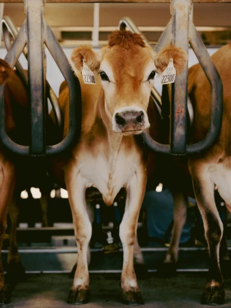 Close-up of a brown Jersey cow standing in a metal enclosure at a dairy farm, facing forward, with tags on its ears.