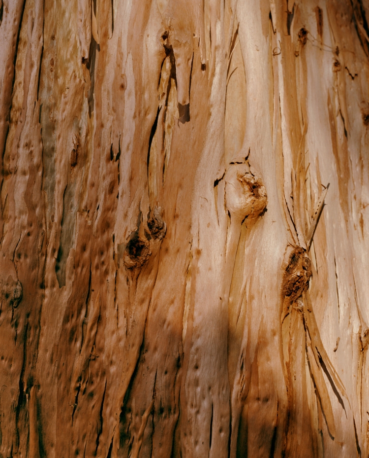 Close-up of peeling bark with varying shades of tan and brown on a tree, creating a textured natural pattern in outdoor setting.