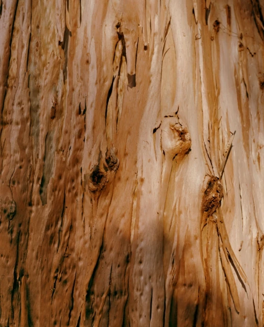 Close-up of peeling bark with varying shades of tan and brown on a tree, creating a textured natural pattern in outdoor setting.