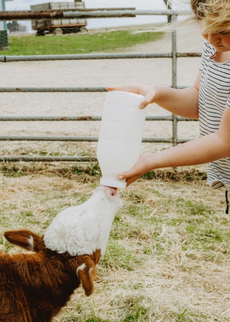 A young girl wearing a striped shirt is bottle feeding a calf on a farm with a metal fence and a trailer in the background.