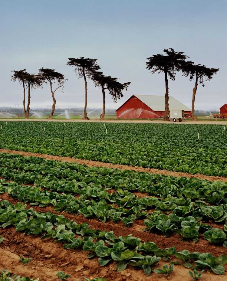 Agricultural landscape featuring rows of crops in a field, bordered by tall trees, with a red barn in the background under a cloudy sky.