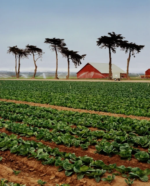 Agricultural landscape featuring rows of crops in a field, bordered by tall trees, with a red barn in the background under a cloudy sky.