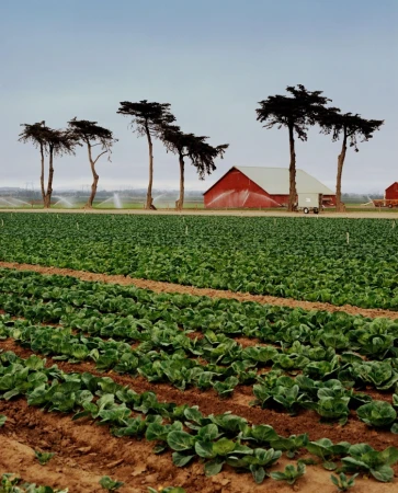 Agricultural landscape featuring rows of crops in a field, bordered by tall trees, with a red barn in the background under a cloudy sky.
