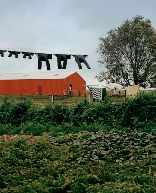 Outdoor scene features clothing hanging on a line, a red barn, lush greenery, and a tree, beneath a cloudy sky in a rural setting.
