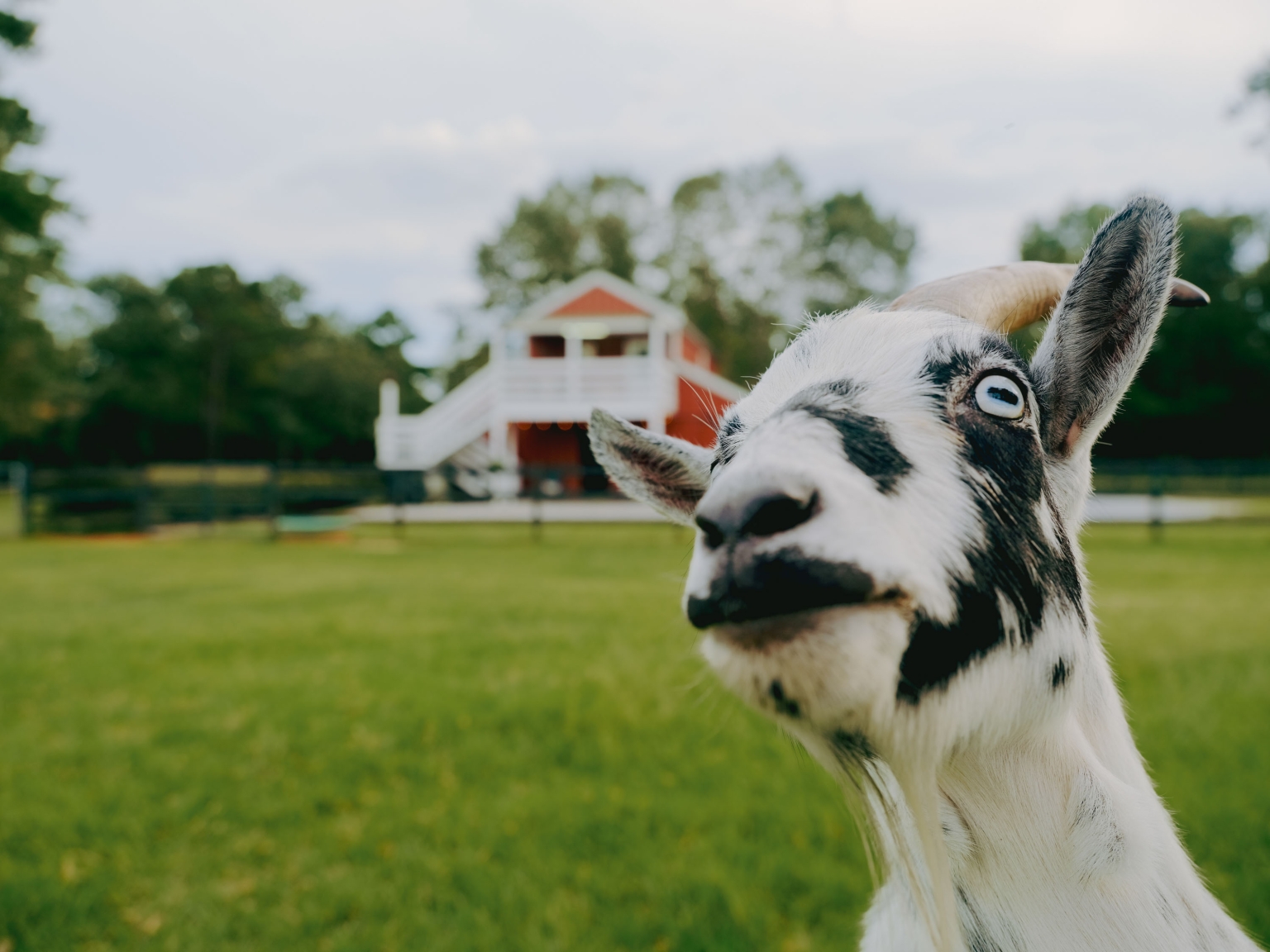 Close-up portrait of a white and black goat with blue eyes standing on a grassy field in front of a red and white barn.