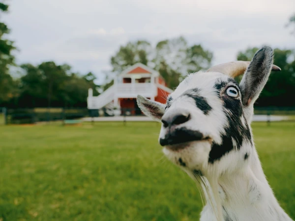 Close-up portrait of a white and black goat with blue eyes standing on a grassy field in front of a red and white barn.