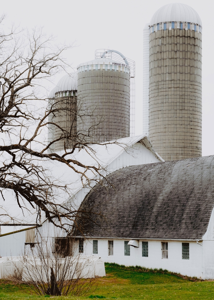 Rural farm scene with white buildings and tall silos under an overcast sky, showcasing agricultural architecture and country landscape.