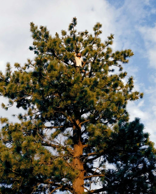 A person sits in the top branches of a large pine tree against a partly cloudy blue sky in an outdoor setting during daylight hours.
