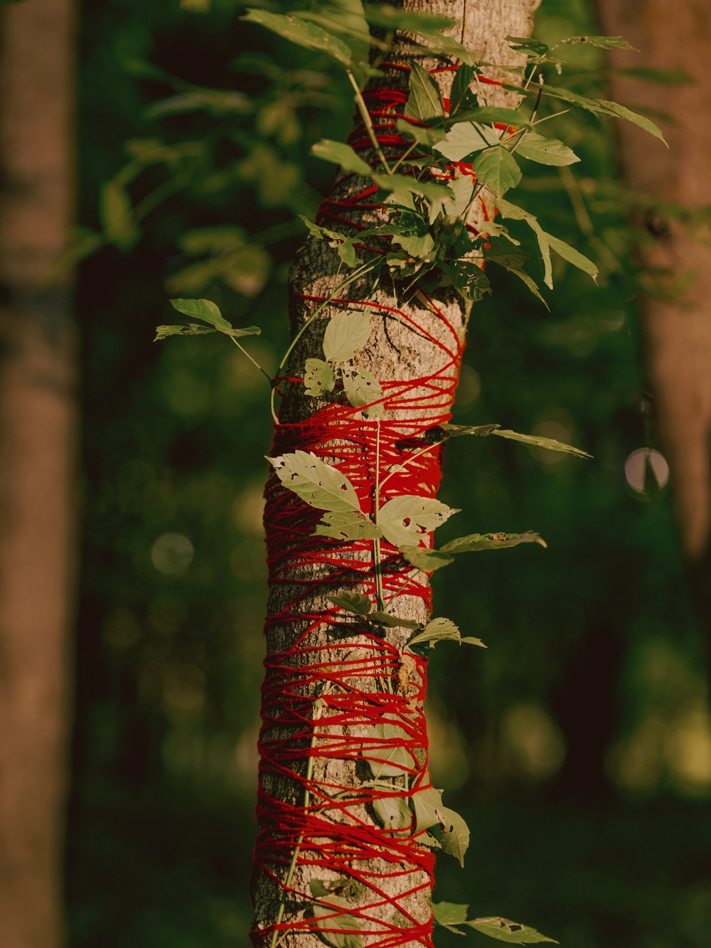 A tree trunk is wrapped with red yarn and green leaves, standing in a forest. Sunlight filters through the trees.
