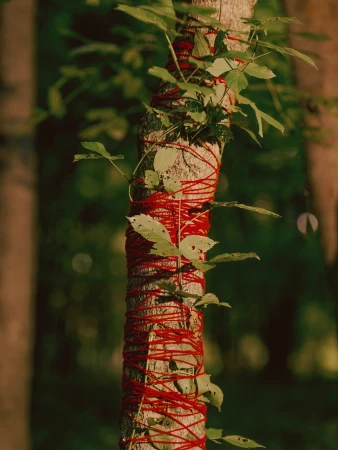 A tree trunk is wrapped with red yarn and green leaves, standing in a forest. Sunlight filters through the trees.