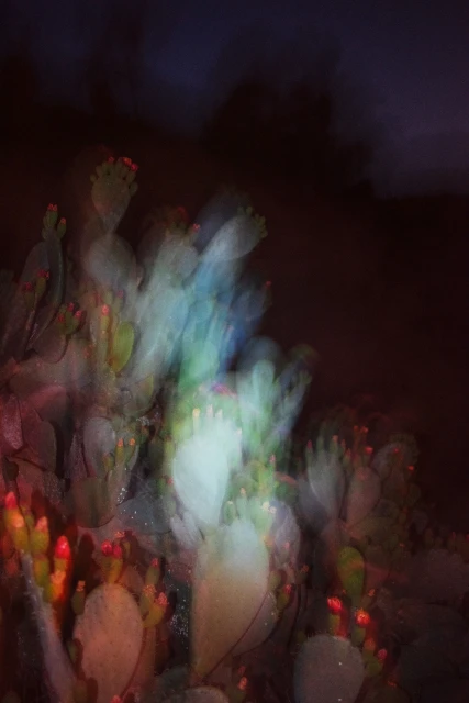 Abstract cacti display in blurred colors and red blossoms against a dark purple night sky, soft-focus photography of nature.