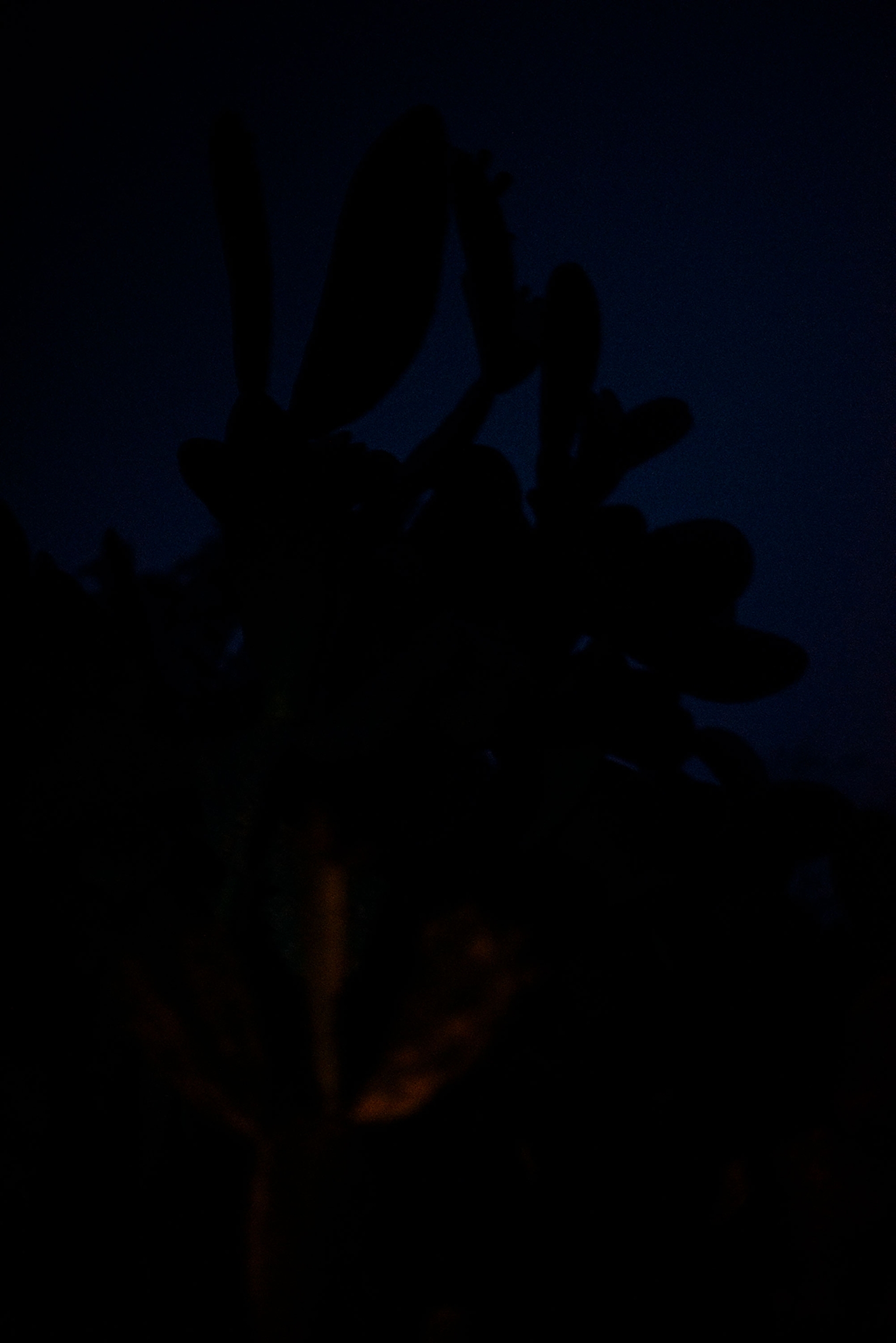 Silhouette of a plant with leaves, set against a dark, low-lit background, creating a sense of mystery.