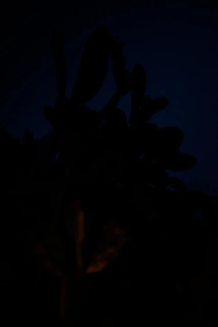 Silhouette of a plant with leaves, set against a dark, low-lit background, creating a sense of mystery.
