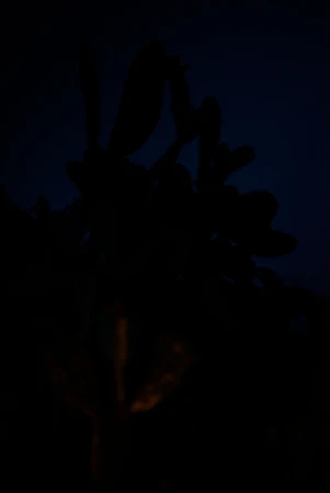 Silhouette of a plant with leaves, set against a dark, low-lit background, creating a sense of mystery.