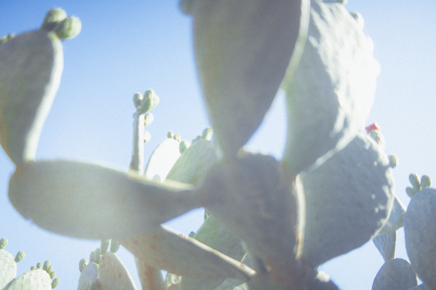 Close-up of a prickly pear cactus plant with fleshy green pads and small buds against a bright blue sky on a sunny day.