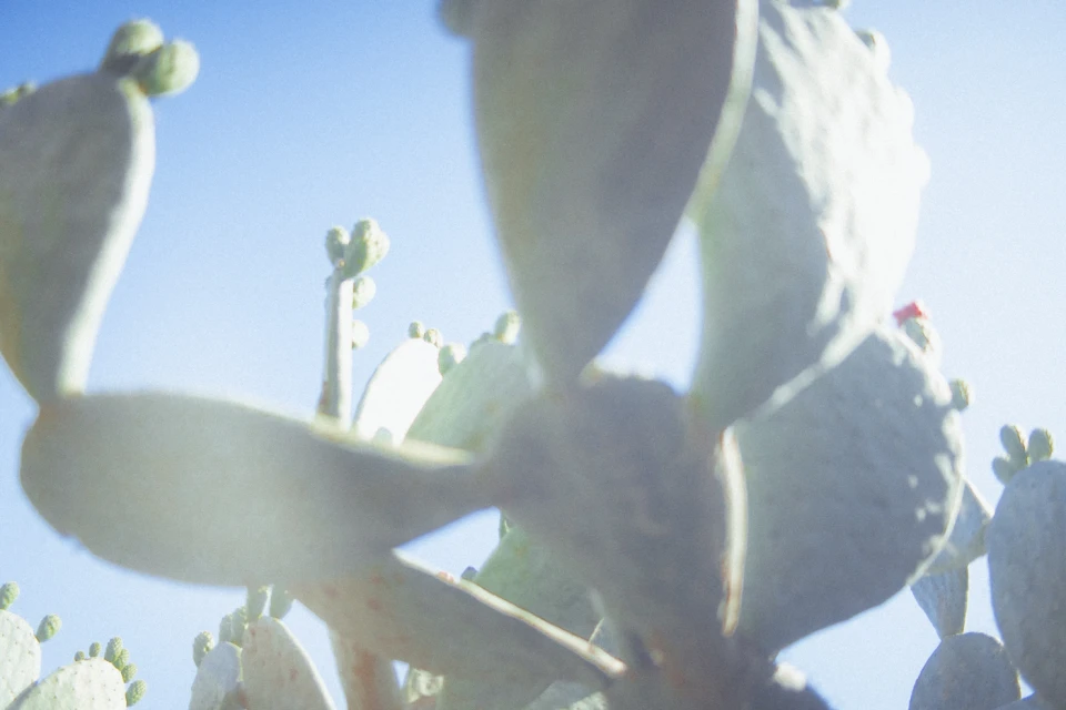 Close-up of a prickly pear cactus plant with fleshy green pads and small buds against a bright blue sky on a sunny day.