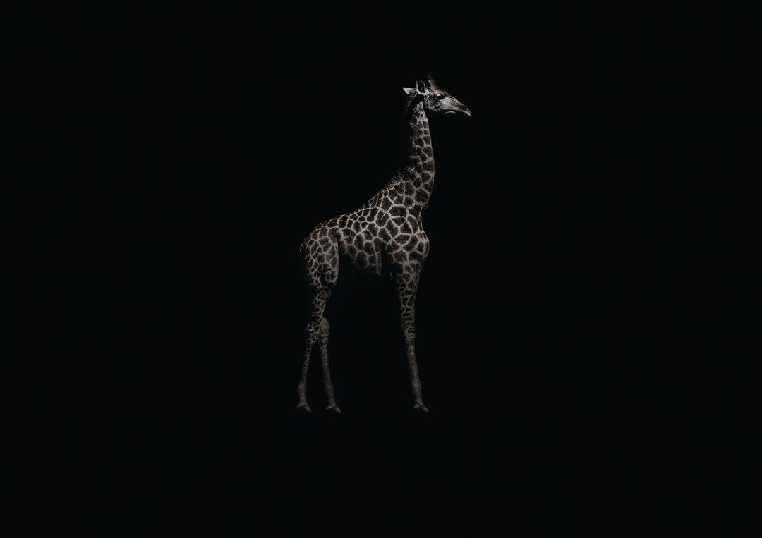 Striking portrait of a giraffe isolated against a solid black background, showcasing its distinctive coat pattern and elegant profile.