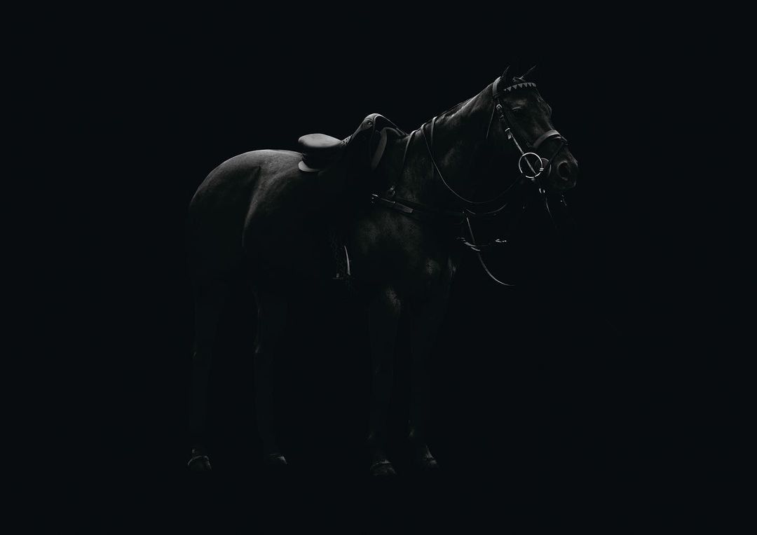Majestic black horse in dark setting with saddle and bridle, dramatic lighting, studio photography, equine concept, animal portrait.