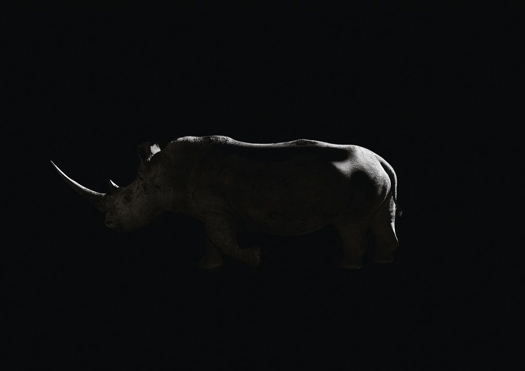 Monochromatic shot of a rhinoceros standing, captured in stark side lighting against a dark backdrop in the wild, perfect for nature and wildlife.
