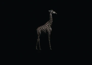 A solitary giraffe with a patterned hide standing against a solid dark black background.
