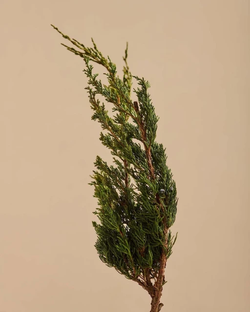 Close-up botanical shot showcasing a vibrant green juniper branch against a neutral beige background, emphasizing its detailed texture.