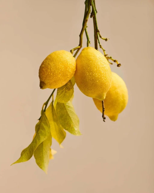 Three lemons hang from a branch with green leaves against a solid light-beige backdrop, showcasing fresh, bright citrus fruit.