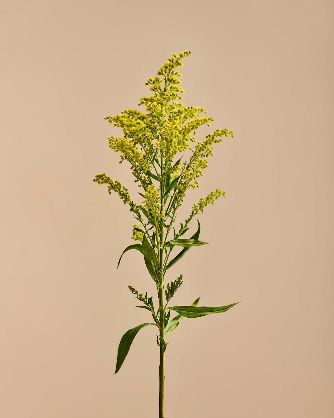 A goldenrod flower with bright yellow blossoms and green leaves is presented against a light brown background in a studio shot.