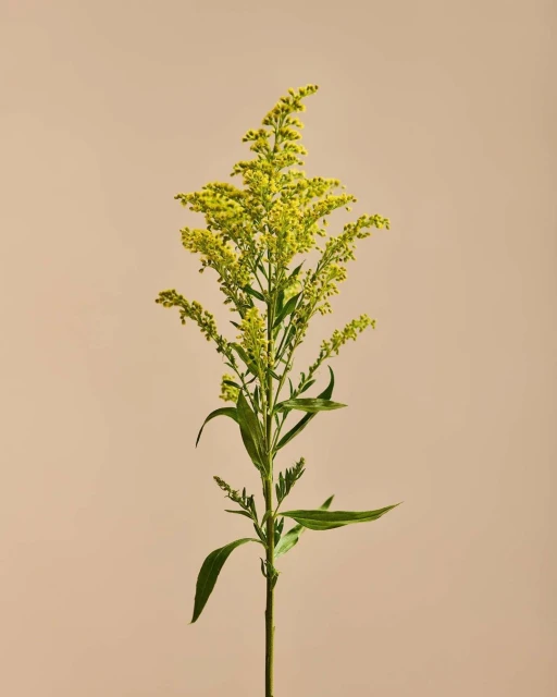 A goldenrod flower with bright yellow blossoms and green leaves is presented against a light brown background in a studio shot.