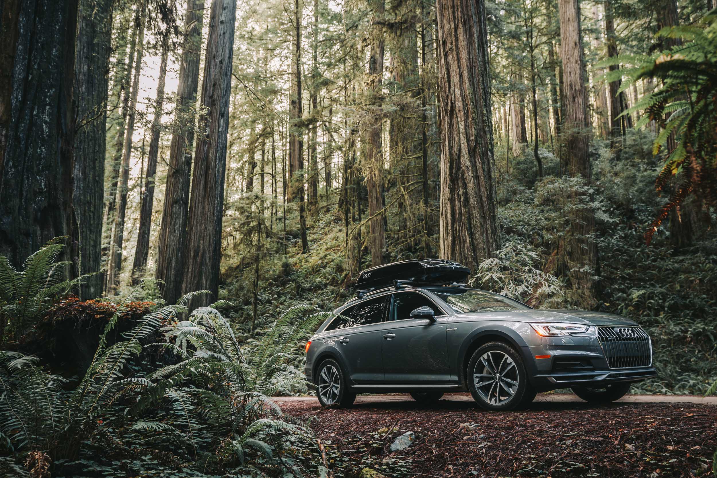 Gray Audi SUV with rooftop cargo carrier parked on a dirt path in a forest with tall redwood trees and lush ferns.