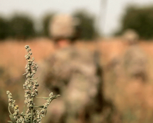 Close-up of a flowering plant with blurred background of soldiers in a field under overcast lighting conditions, creating a sense of focus.