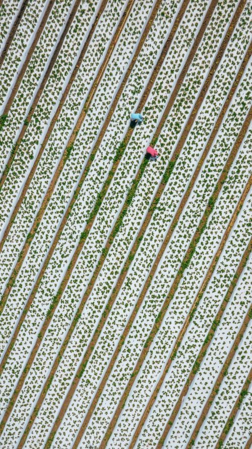 Aerial view of two people tending to rows of crops covered in white material on a farm, agriculture in rural setting.