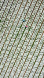 Aerial view of an agricultural field with diagonal rows of white plastic sheeting and crops, with two agricultural workers visible.