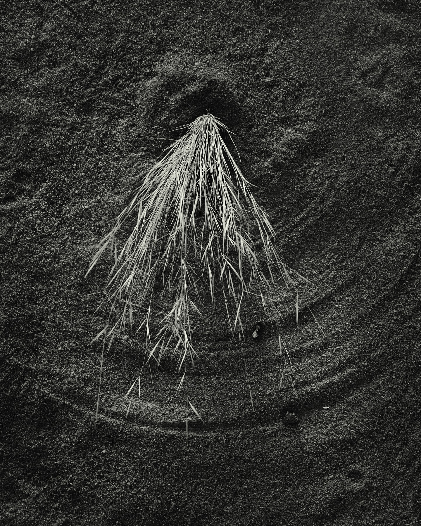 Close-up black and white photograph of dry grass sprouting from dark textured sand by Alistair Taylor-Young.
