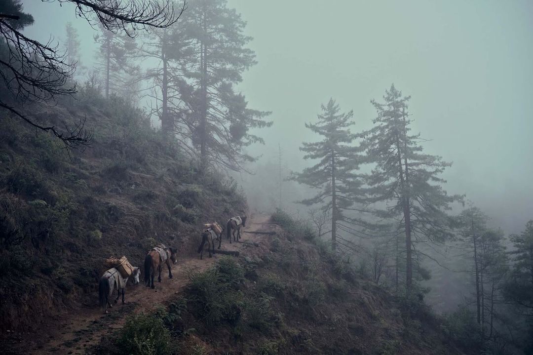 A group of pack animals walking on a misty mountain trail through a dense forest, carrying supplies on their backs in a scenic outdoor view.