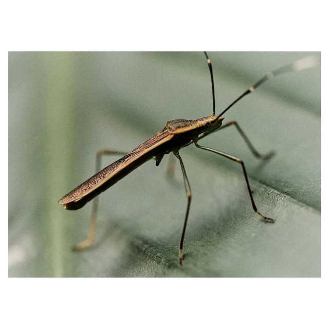Close-up of an insect, possibly a leaf-footed bug, on a green leaf. The insect's slender body and long antennae are in focus.