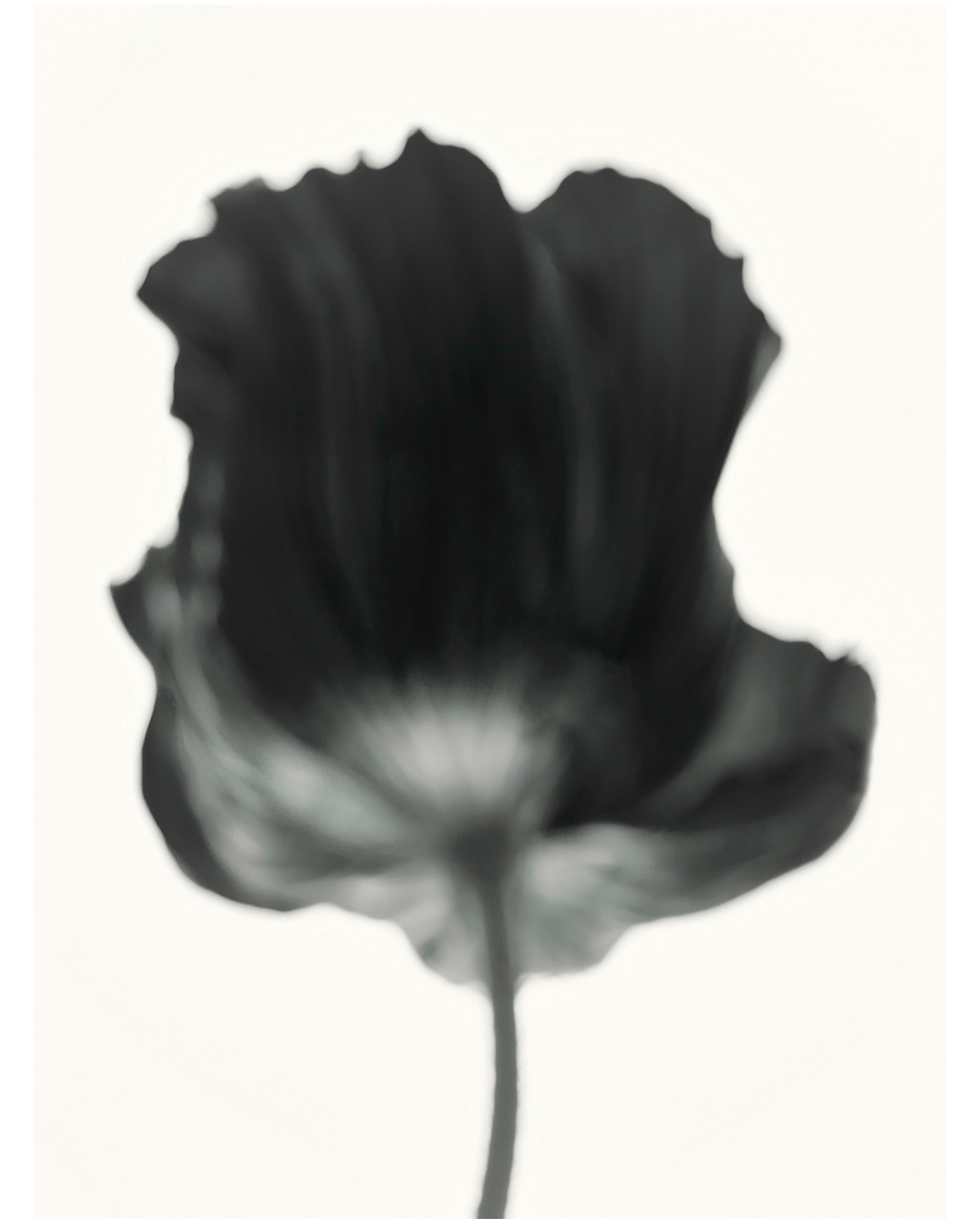 Monochrome close-up photo of a single dark-colored poppy flower with a delicate stem, set against a bright, neutral background.