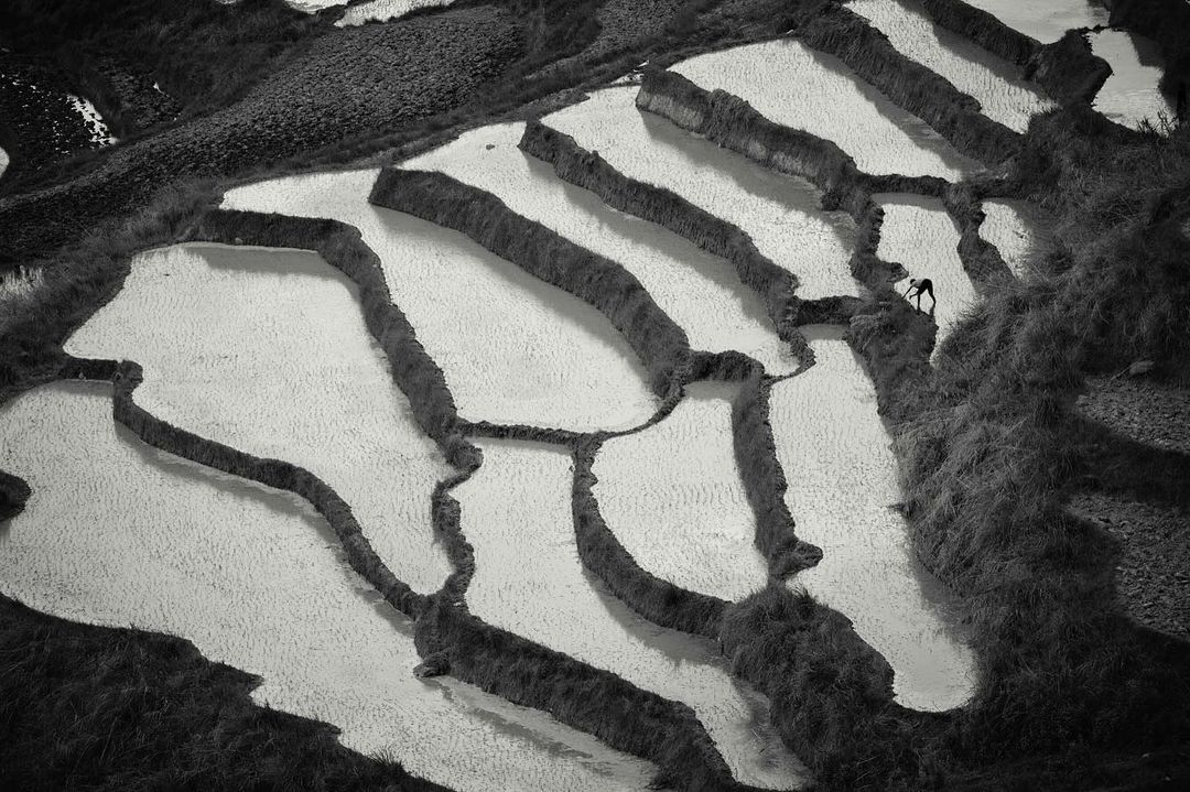 Monochrome aerial view of terraced rice paddies with water, and a single person working in a rural landscape in Asia.