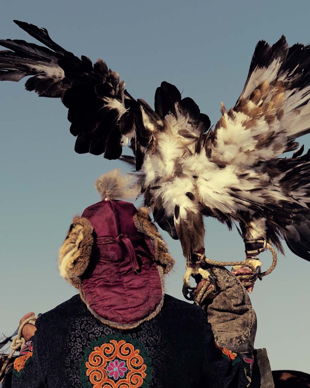 A man in traditional clothing holds a large eagle against a clear sky, showcasing the majestic bird's impressive wingspan and plumage.