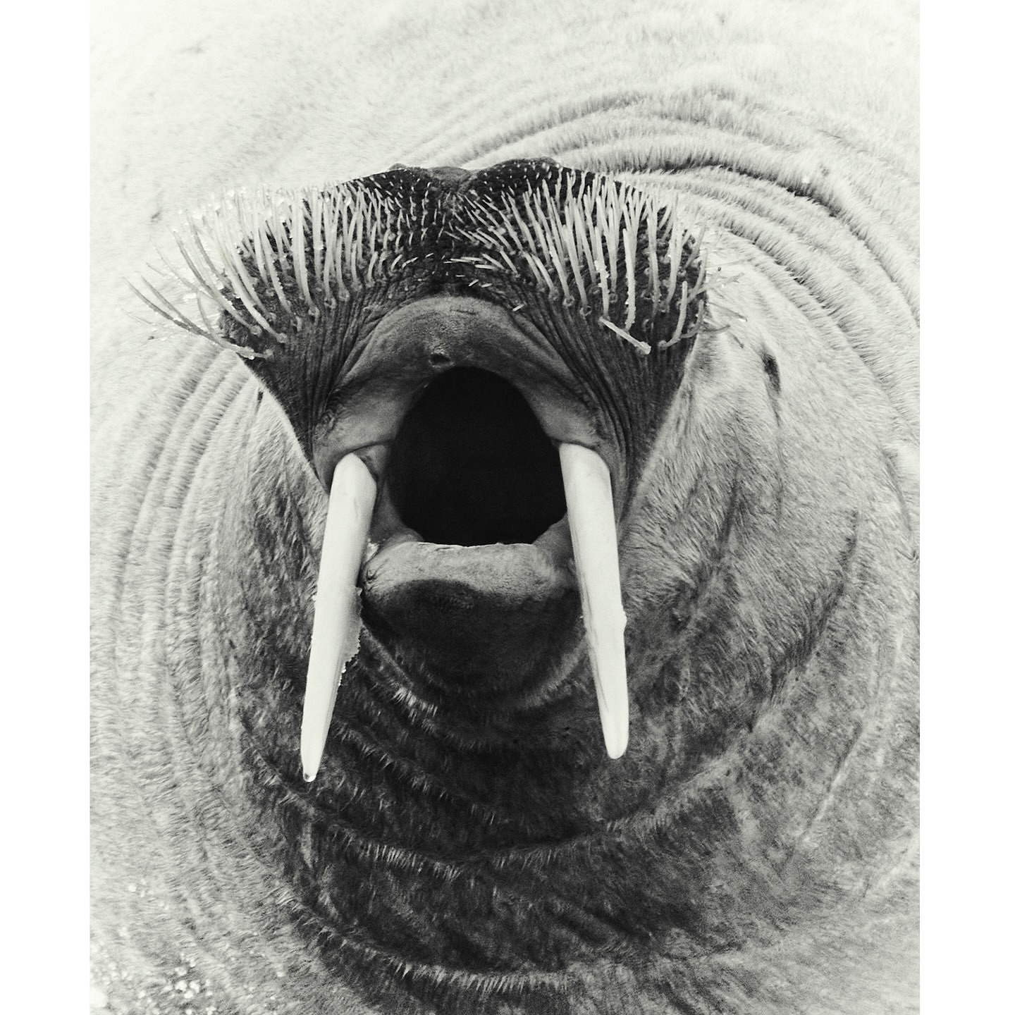 Close-up black and white image of a walrus face, showcasing its open mouth, tusks, whiskers, and textured skin, creating an intimate wildlife portrait.