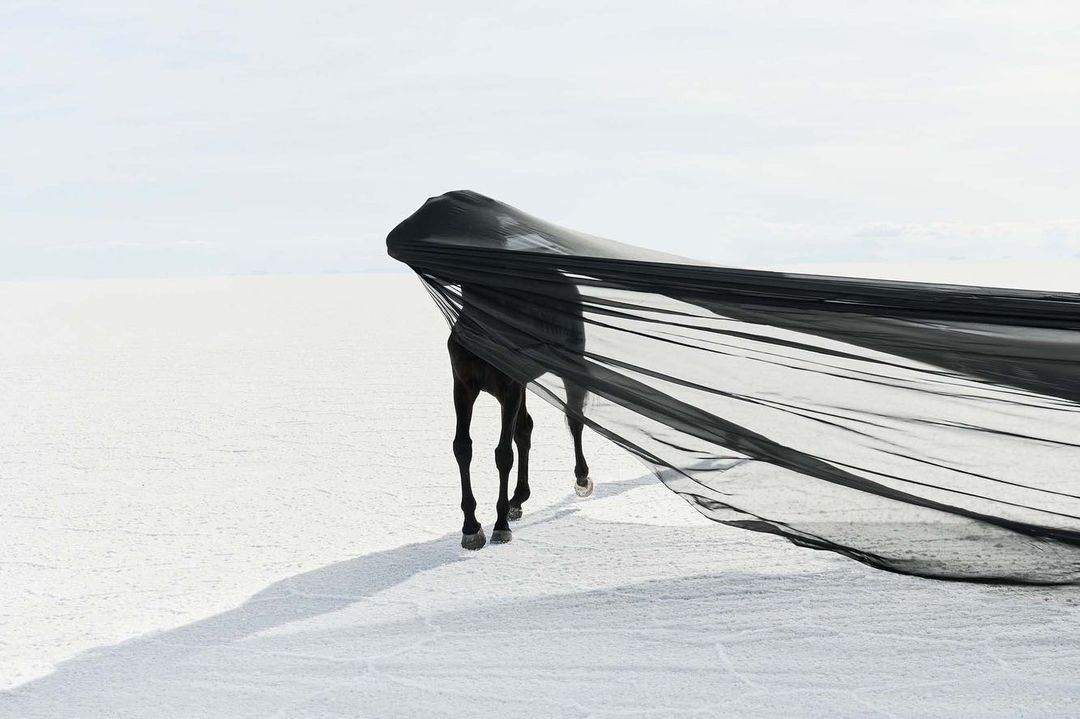 Dark brown horse standing on a white plain covered with a black sheer fabric blowing in the wind on a bright, sunny day.