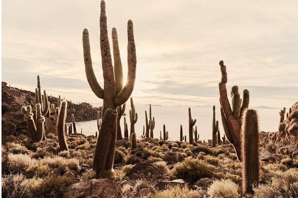Scenic landscape featuring tall cacti and low shrubs under a cloudy sky, capturing a desert environment with unique flora and muted colors.